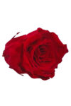 Rose Amor Solmayan Gül Ekvator Gülü Kırmızı Şoklanmış Çiçek
