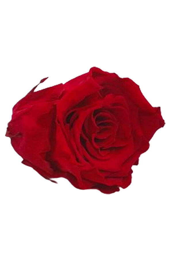 rose amor kirmizi