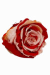 rose-amor-kirmizi-pembe