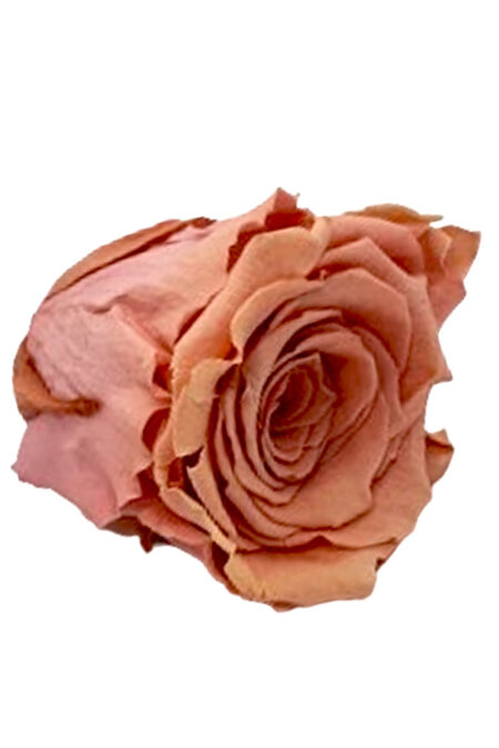 Rose Amor Solmayan Gül Ekvator Gülü Somon Şoklanmış Çiçek Pembe